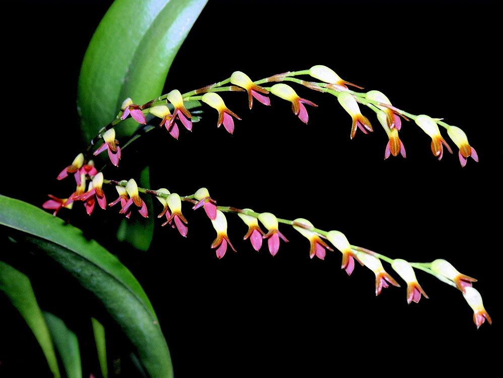 Orquídeas Mexicanas Mexicanas Stelis Emarginata 1435